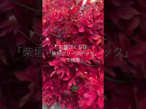 arbuste à feuilles rouges -sombres-physocarpe-arbuste-ornement-fleurs-blanches