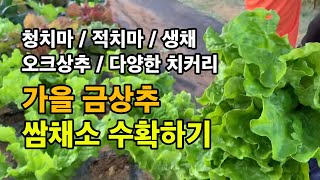 가을 금상추 쌈채소 수확하기 / 청상추 청치마 / 적상추 적치마 / 향이 좋은 생채 / 오크상추 / 다양한 …