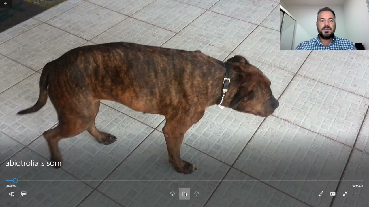 [PASSO A PASSO] Avaliação da locomoção, tipos de ataxia e neurolocalização em cães