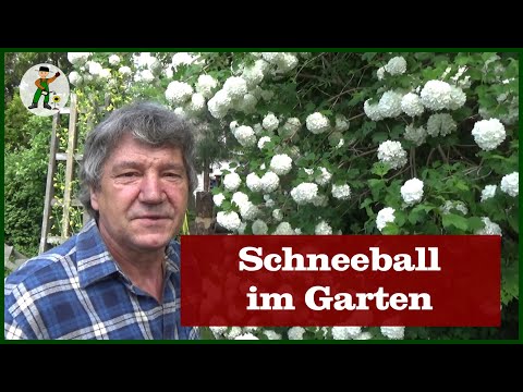 Schneeball im Garten