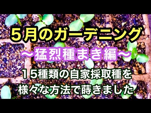 園芸 マネーバスケット、トラスピ