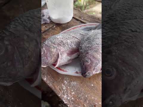 Famoso Restaurante de pescado en magangue #pescadofrito #restaurant #famus #magangué #deliciousfood