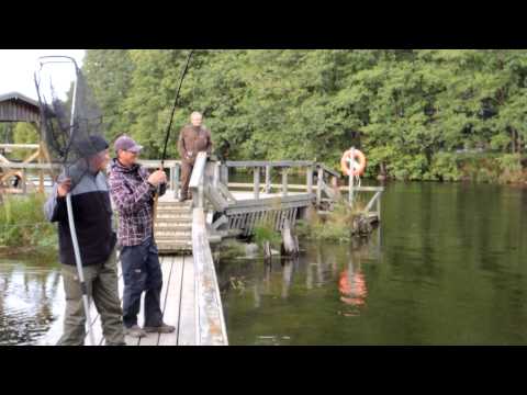 Kirkas syyskuun lohi, Korkeakoski 2012