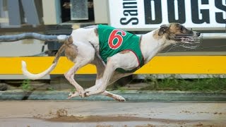 preview picture of video 'Fernando Bale scorches Sandown Park'