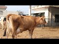 Beautiful Jersey Cow Milk 42 Lt Khera Dairy Farm Kapurthala Punjab