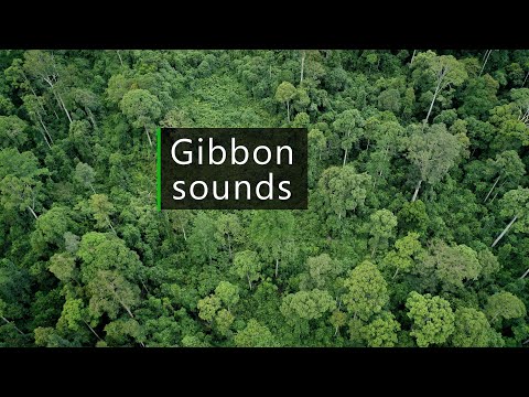 Gibbons and birds - Wildlife sounds from the Borneo rainforest
