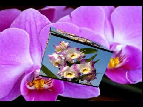 O R C H I D S   -  F L O W E R S  -   !