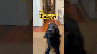 ほぼ事故です♡ #flatcoatedretriever #フラットコーテッドレトリバー #大型犬