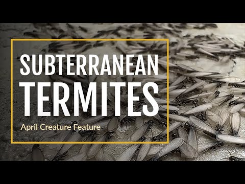 Creature Feature Subterranean Termites