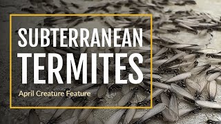 Creature Feature: Subterranean Termites