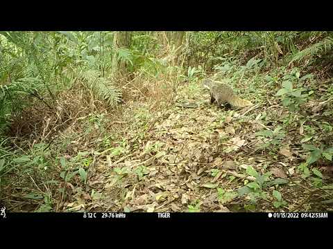 在臺北市也有珍貴的食蟹獴