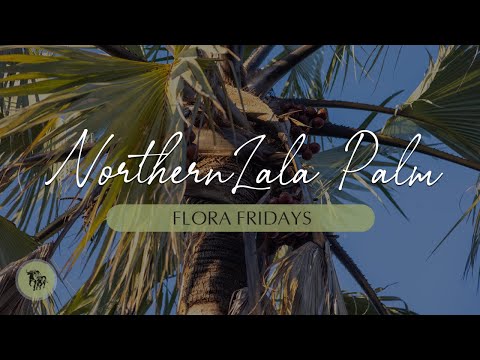 Lovely Northern Lala Palm | Flora Fridays