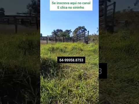 Fazenda de 50 alqueires em Bom Jardim de Goiás #brasil #fazenda #pecuarista #mercadoagricola #agro