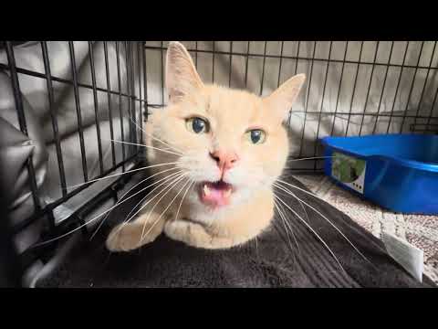 Clementine , an adoptable Domestic Short Hair in Clifton, NJ_image-1
