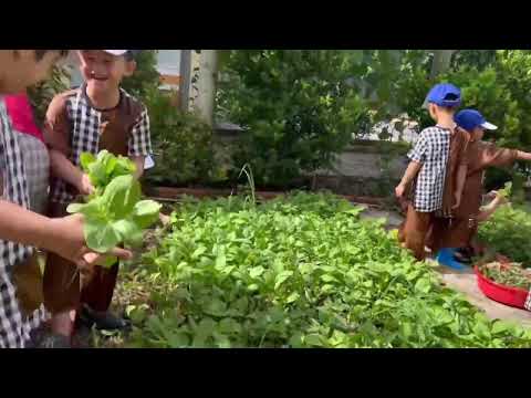 Thu hoạch rau của các bé 5-6 tuổi của trường Mầm non Họa Mi