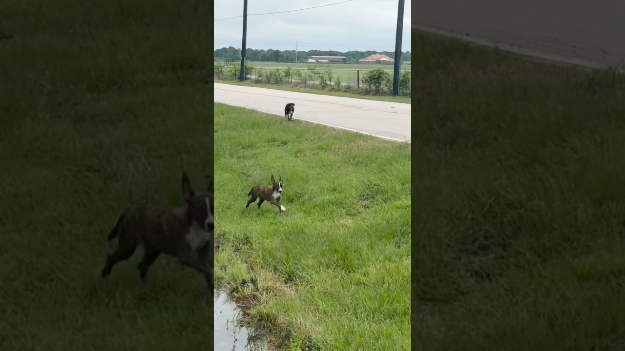 Bear, a Adoptable German Shepherd Dog in Baltimore, MD video 3/3