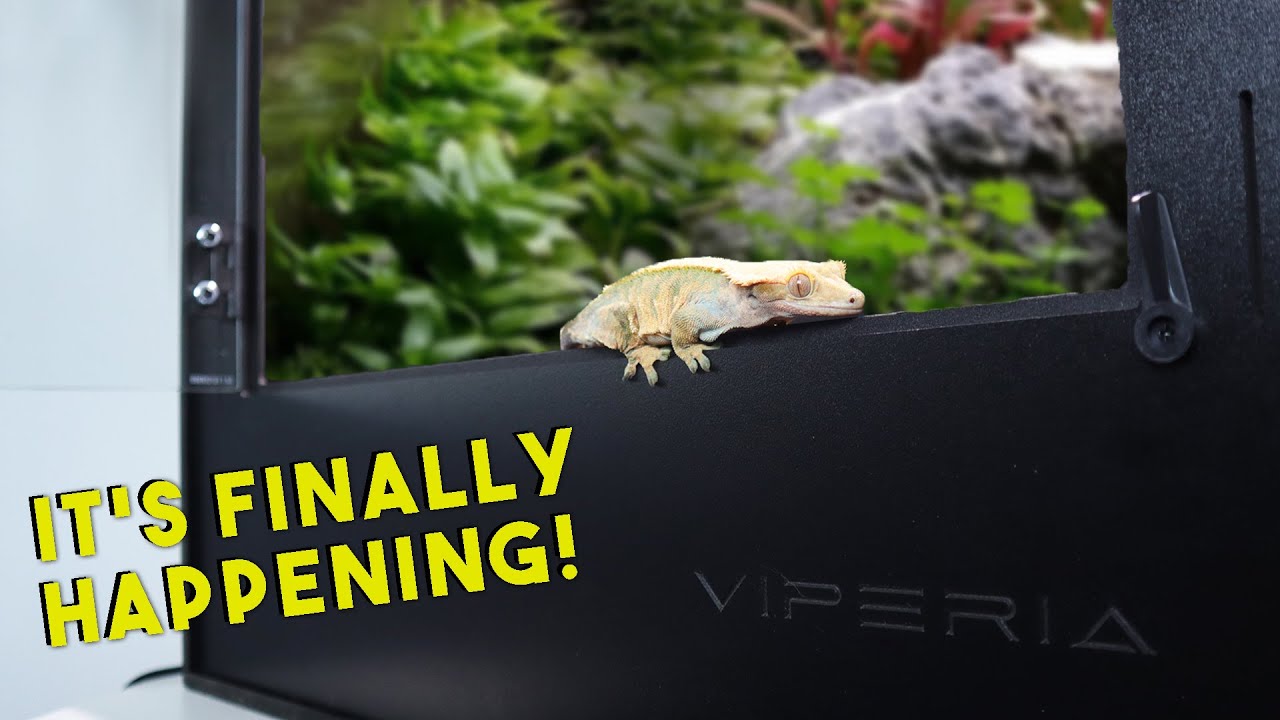 Unboxing the Ultimate Gecko Enclosure? | Viperia PVC Tanks