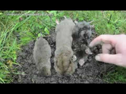 WARUHITI BY KARIUKI KIARUTARA BEST OF BENGA