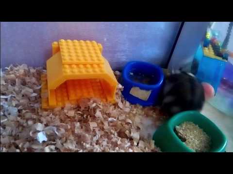 Лего домик для хомяка (Lego house for hamster)