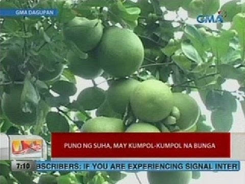 Maaari kang mawalan ng timbang sa pagtimpla Kung paano upang mawala ang timbang sa ang mga binti bago at pagkatapos ng