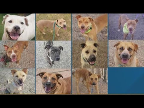 11 dogs to be euthanized if they don't find homes Thursday