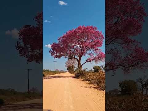 Nobres e Poconé (Pantanal), Mato Grosso