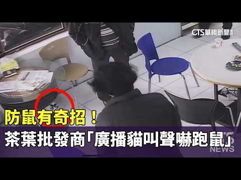 防鼠有奇招！　茶葉批發商「廣播貓叫聲嚇跑鼠」