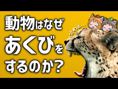 群生する動物 - 定義、例、特徴