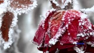 La rosa dell'inverno Music Video