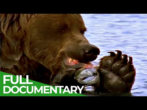 Majestic Bears of Alaska & British Columbia