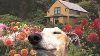 Flowers and Dogs- NEW SINGLE!!!