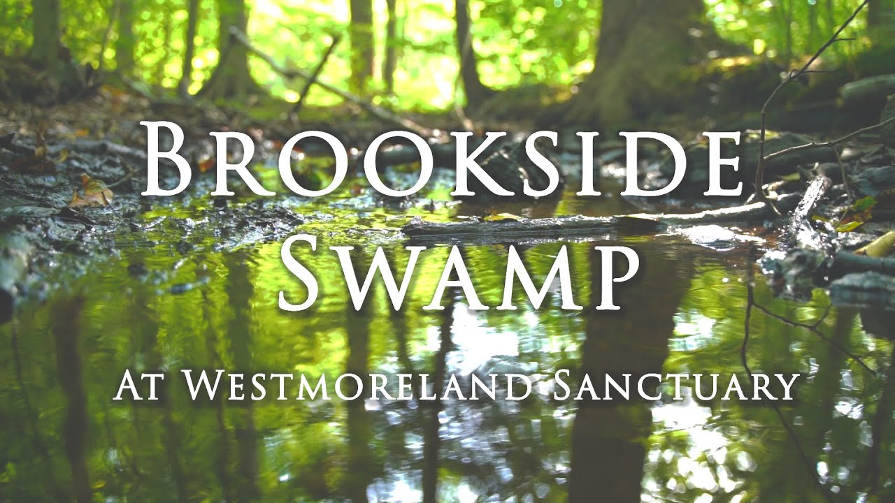 Brookside Swamp