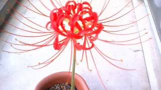 Photos of LYCORIS（flower）