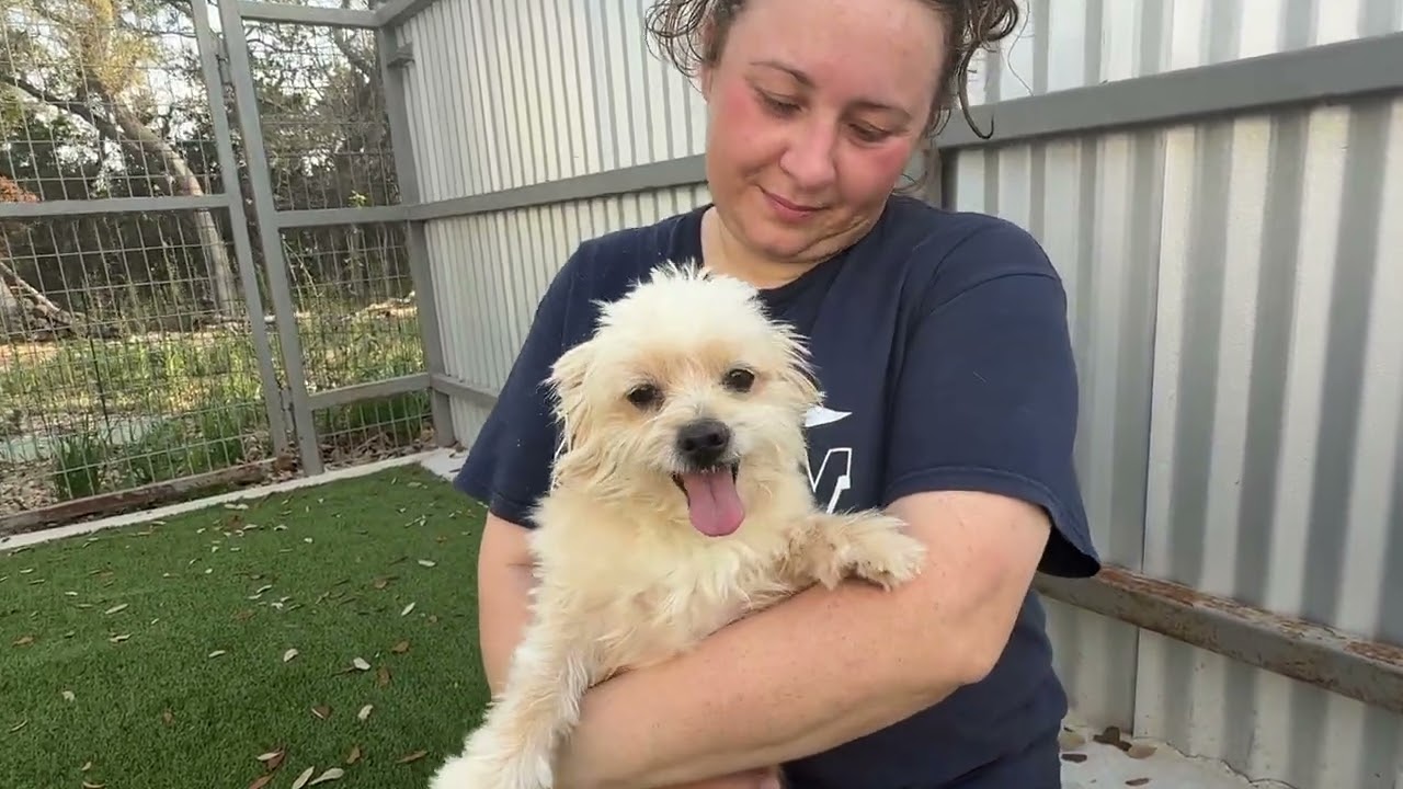 Enlarge Shaggy: cutest underbite, a Adoptable mixed breed in San Antonio, TX video 5/5
