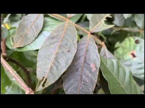 BIODIVERSIDAD DE BOLIVAR SANTANDER- SARAI HERNÁNDEZ 