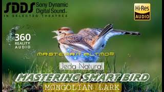 Download lagu MASTERAN SULTAN ❗️ MONGOLIAN LARK Super Jernih HD mp3 Download lagu MASTERAN SULTAN ❗️ MONGOLIAN LARK Super Jernih HD mp3