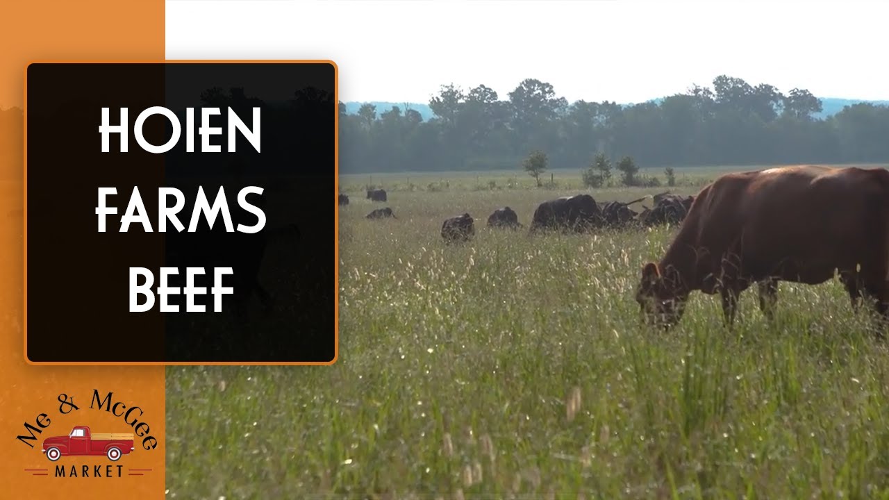 Grass-fed Cattle | Hoien Farms Beef: Farm Tour (2020)