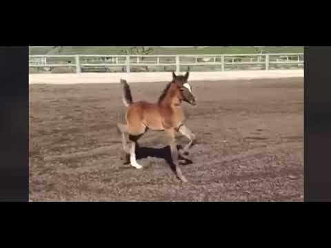 مهر مصري  ابن إيه ايه آيال وامه بنت نديد النايف