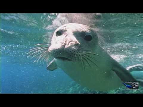 SeaScope 42 - Friendly Monk