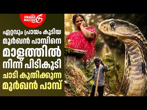 ഏറ്റവും പ്രായം കൂടിയ മൂർഖൻ പാമ്പിനെ പിടികൂടി | Vava Suresh Oldest Cobra Rescue | Snakemaster EP 1195