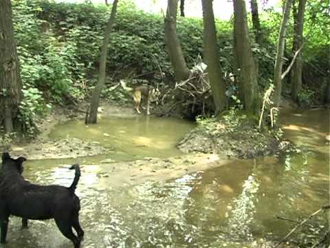 Stirbesti - Ghioroiu - Valcea - Pesana - Pesceana