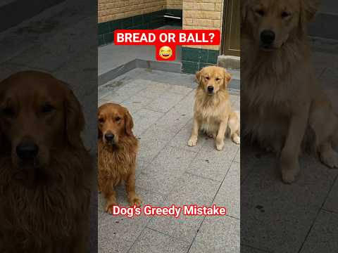Dog Gets TRICKED by His Own Greed! 😂 (Bread vs. Ball Fail) #Shorts