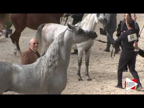 Deauville Arabian Cup 2016 - Senior Male Championship