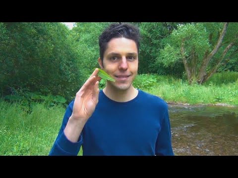 Die Behandlung der Schuppenflechte auf dem Heim Das Nervensystem der Menschen mit der Schuppenflechte