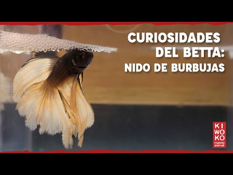 Curiosidades del Pez Betta 🐟 Nido de Burbujas【Miniserie Parte: 5🎬】