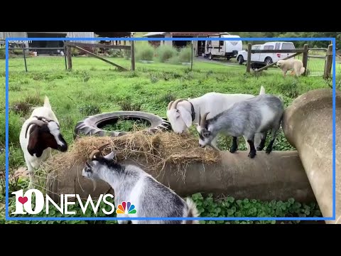 The Do's and Don'ts of feeding goats