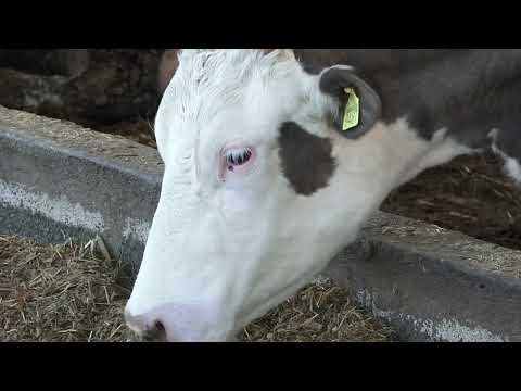 Agro karavan ep. 267 - Stajićevo - 19.02.2023.