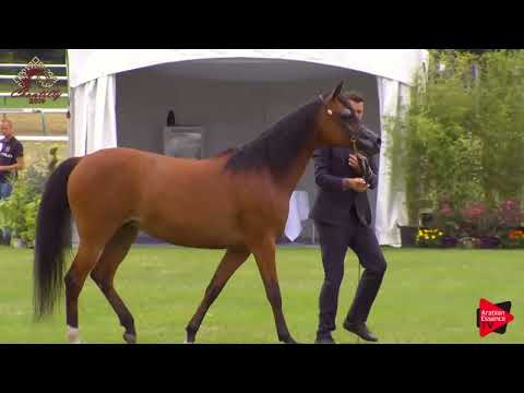 N.41 MISSISSIPPI J - Chantilly 2019 AHO European Breeders' Ch.-8 Years Old and Older Mares (Class 5)