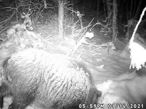 Big wild boar🐗!!!Divlji Vepar !!Derr egër!!!(3)