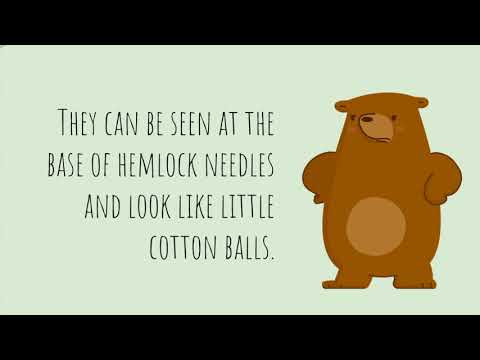 The Hemlock Woolly Adelgid